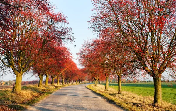 stock image Autumnal view of alley of chokeberry