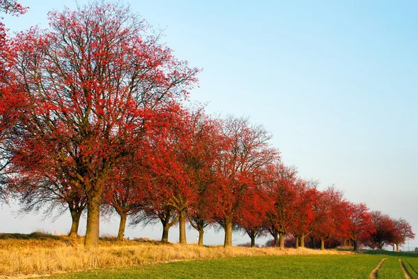 Jesienny widok aleja aronii — Zdjęcie stockowe
