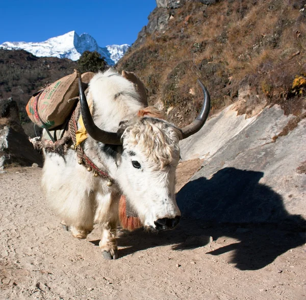 Yak in cammino verso il campo base eterno - Nepal — Foto Stock
