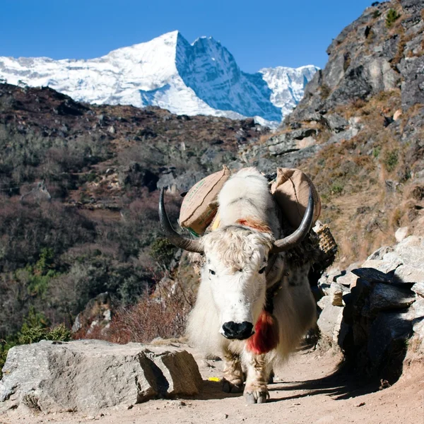 Yak i väg till everest basläger - nepal — Stockfoto