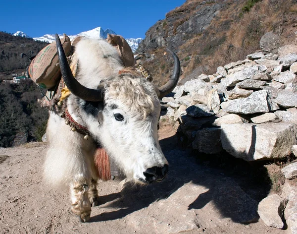 Yak in cammino verso il campo base eterno - Nepal — Foto Stock