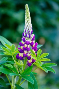 Lupinus