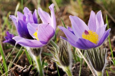 pasqueflower çiçek