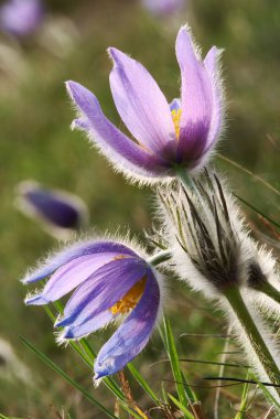 pasqueflower çiçek