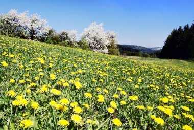 çayır ile ortak dandelions