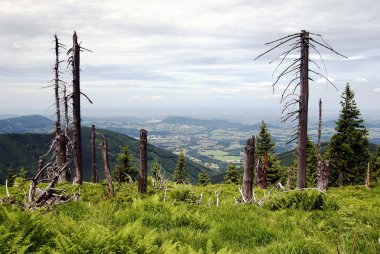 Dead wood on the top of the knehyne mountain clipart