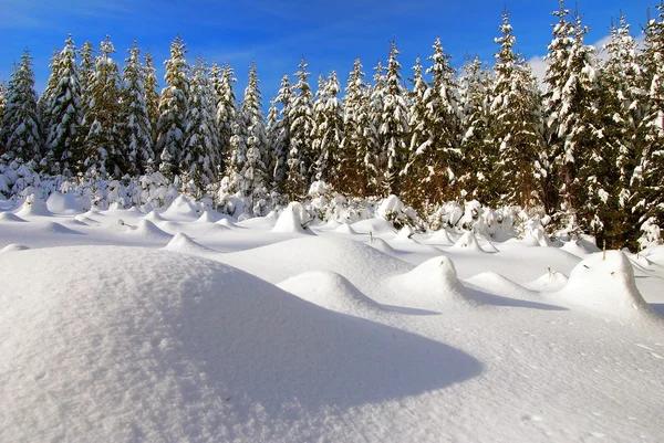 Зимний пейзаж со снежной поляной и лесом — стоковое фото