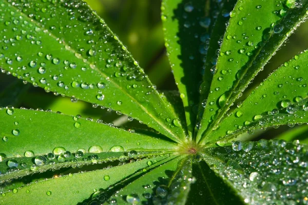 stock image Leaf of lupinus with drops of water