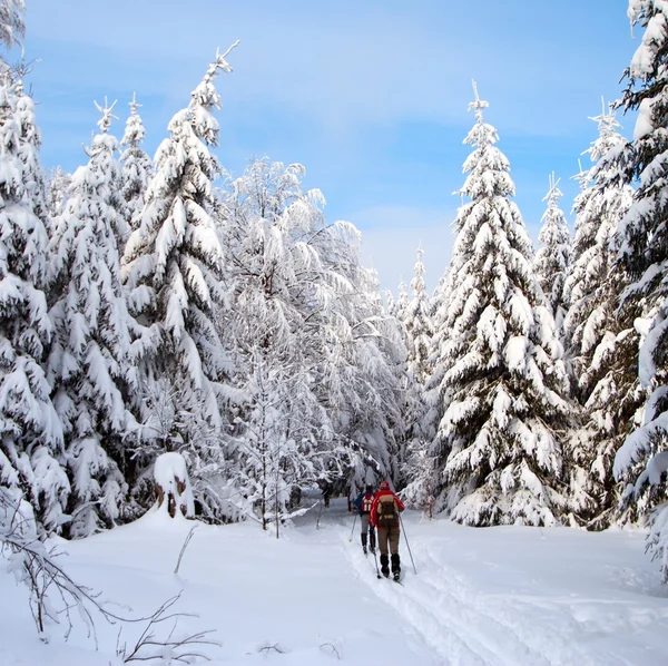 Krzyż kraju narciarstwa turystycznego w śniegu cowered drewna — Zdjęcie stockowe