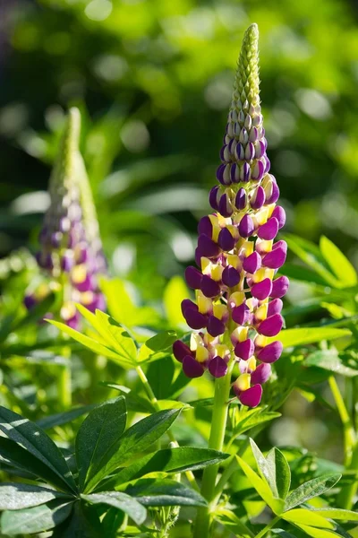 stock image Lupinus