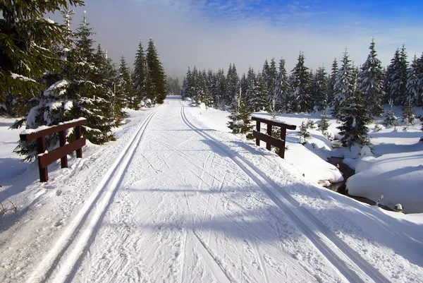Chemin de ski de fond modifié — Photo