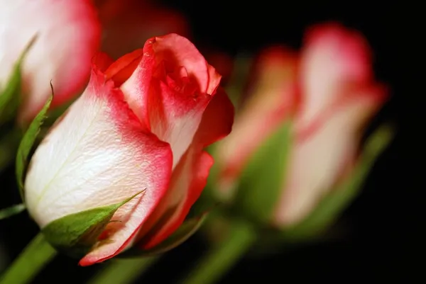 Stock image Red white roses on black background