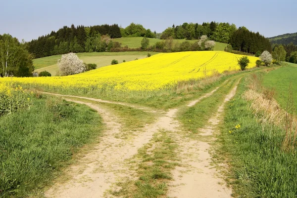 stock image View on field path and yellow rapeseed field