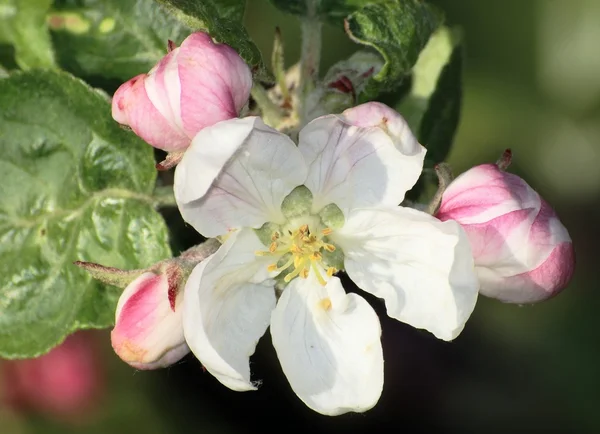 Květ Apple — Stock fotografie
