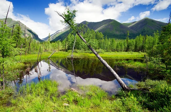 Tajga en montañas sayas - buriatia - Rusia — Foto de Stock