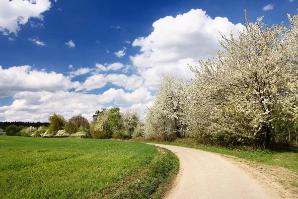 Flowering cherry-trees along way — Stok fotoğraf