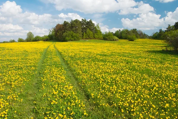 Prado amarelo com estrada rural e belas nuvens — Fotografia de Stock