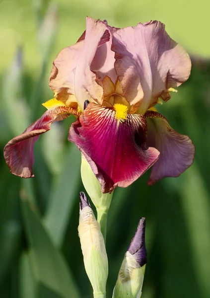 stock image Bloom of brown iris