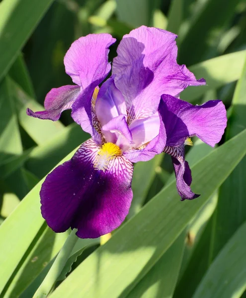 Bloom of blue iris — Stock Photo, Image