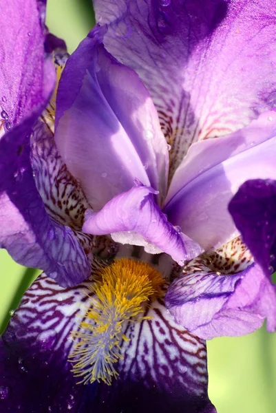 블루 아이리스의 꽃 — 스톡 사진