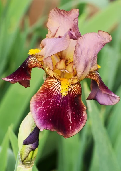 stock image Bloom of brown iris