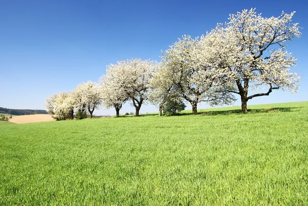 Aleja kwitnienia wiśni drzew i pole kukurydzy wiosna zielony — Zdjęcie stockowe
