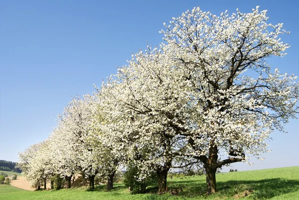 Alley of flowering cherry-trees and green spring corn field — Stock Photo, Image