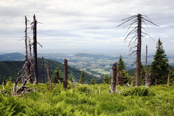 Stock image Dead wood on the top of the knehyne mountain