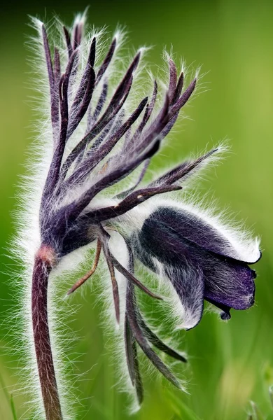 stock image Photo of pulsatilla patens L flowers