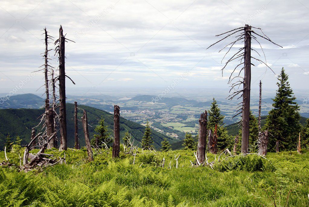 Dead wood on the top of the knehyne mountain