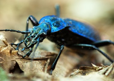 zemin böceği - carabus intricatus