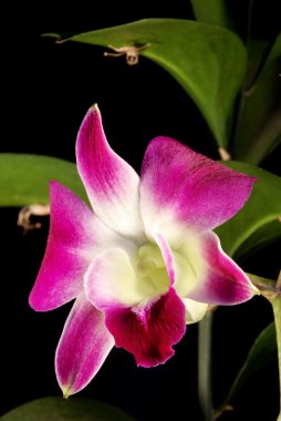 Pink orchid isolated on a black background clipart