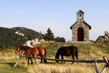 Horses grazing on pasture in front of chapel clipart