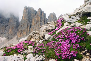 Stangelloses leimkraut - silene acautis