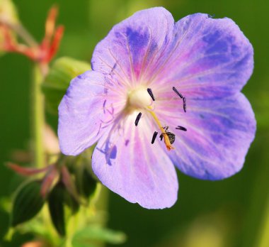 medadow cranesbill - Sardunya pratense - bug ile çiçek