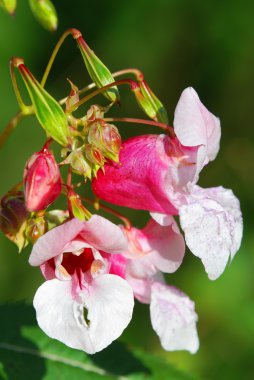 Hint balsam - impatiens Tagetes royle