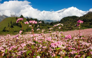 Annapurna saçma dhaulagiri saçma buğday alanı için görüntüleyin.