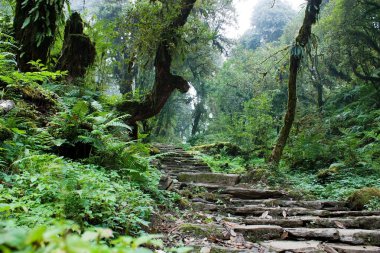 Nepalian rainforest with pathway clipart