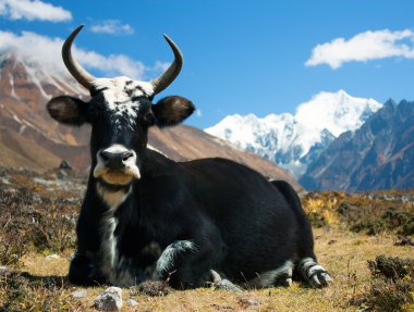 langtang Vadisi'nde yak