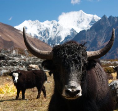 langtang Vadisi'nde yak