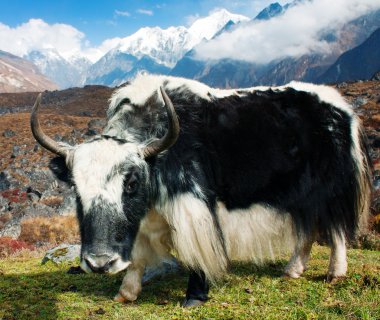 langtang Vadisi'nde yak