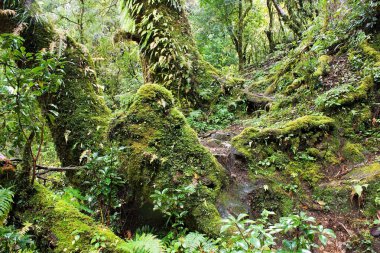 Nepalian rainforest with pathway clipart