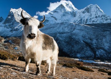 Yak on pasture and ama dablam peak clipart