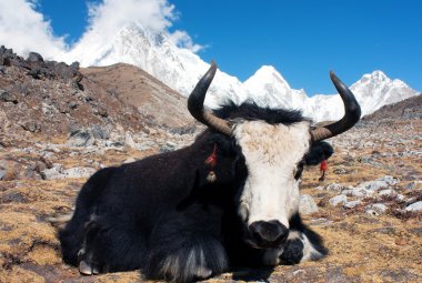 yak khumbu Vadisi ile pumo ri, lingtrem ve khumbutse - nepal