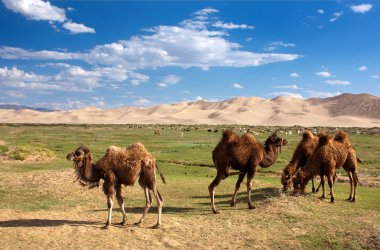 Camels dune desert - mongolia clipart