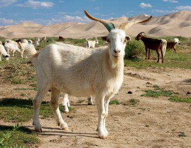 Goat - dune - desert - mongolia clipart