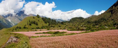 Annapurna saçma dhaulagiri saçma buğday alanı için görüntüleyin.