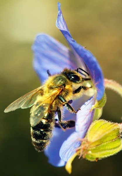 Abeja abeja polinizada de flor azul — Foto de Stock