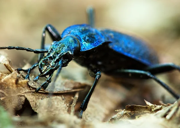 stock image Ground beetle - Carabus intricatus