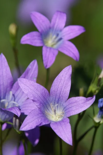 Harebell flowers — Stock Photo, Image